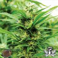 Emerald Triangle Seeds Emerald Jack